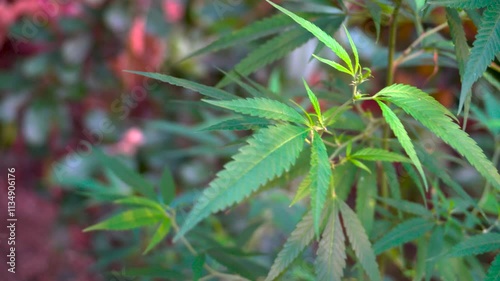 Himalayan Cannabis Plant Growing in Rural Uttarakhand, India