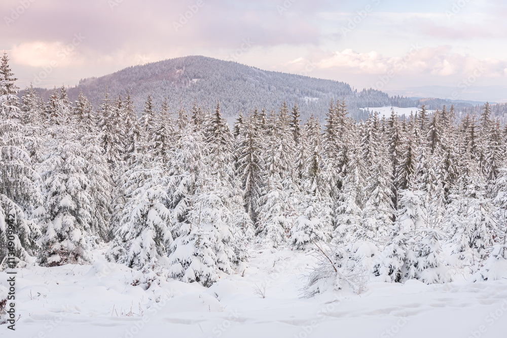 Eastern Sudetes, View of snowy mountain from hiking trail during winter hike in the mountains, viewpoint on the winter mountain landscape.