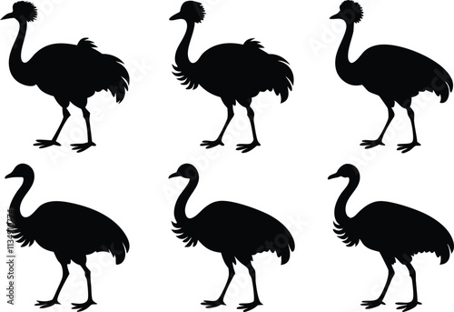 Cassowary Silhouette  Icon Vector Set On White Background, african, platypus, illustration, isolated, kid, magellanic penguin. photo