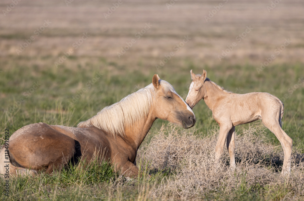Wild Horse Mare and Her Foal in Springtime in the Utah Desert Wild Horse Mare and Her Foal in Springtime in the Utah Desert