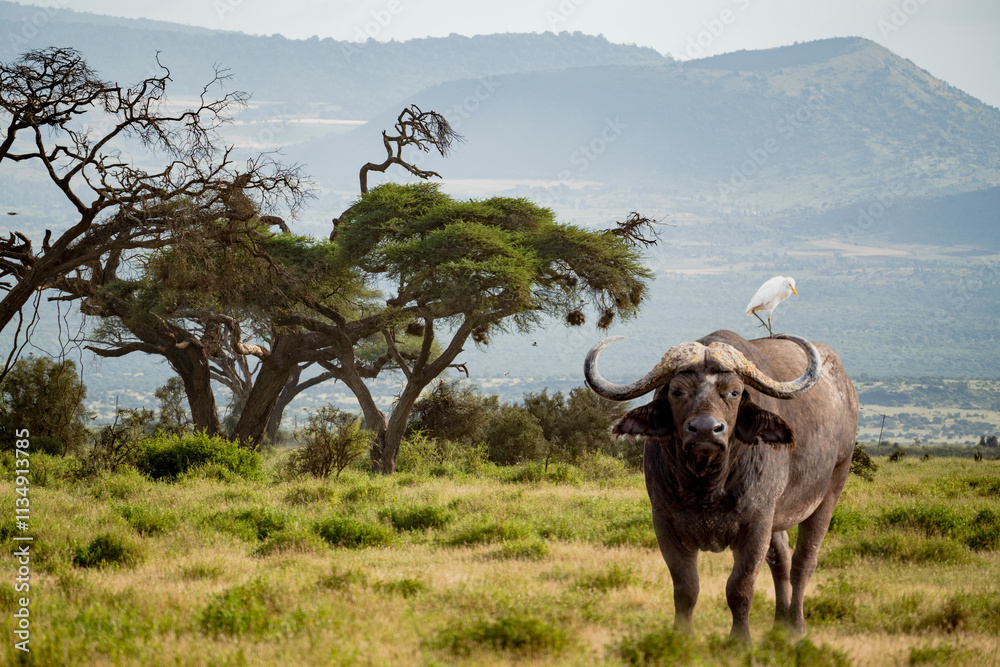 A large buffalo stands in a grassy field with a bird perched on its back, surrounded by acacia trees and distant mountains