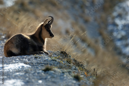 chamois