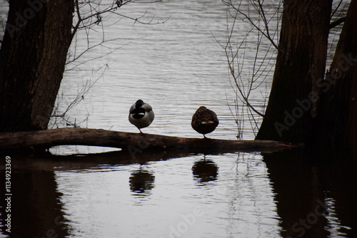 ducks on a tree photo