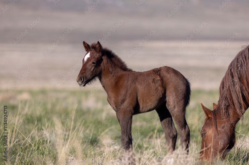 Wild Horse Mare and Her Foal in Springtime in the Utah Desert Wild Horse Mare and Her Foal in Springtime in the Utah Desert