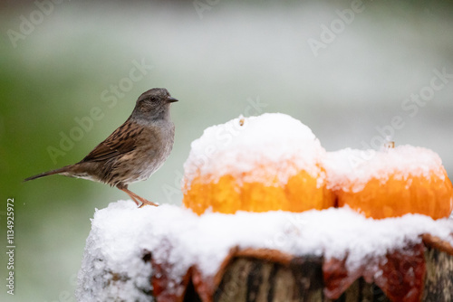 Dunnock (Prunella modularis) standing beside a pair of a pair of snow-covered, orange, mini pumpkins in early, November, snow fall. Yorkshire, UK