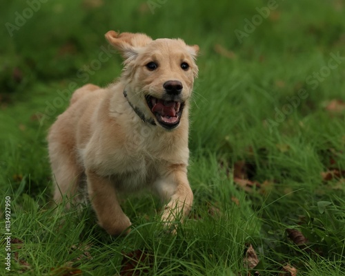 Voyelle, bébé Golden Retriever de 3 mois qui découvre les joies des grands espaces pour se déchainer.