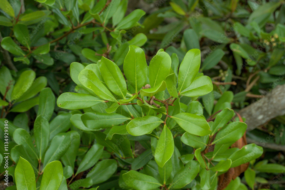 Panorama of tropical mangrove forest in Aceh Province, Indonesia.
