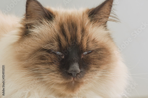 Siberian cat squinting on a gray background. Pet, cat