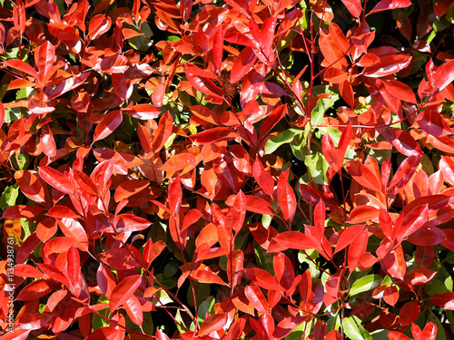 Background red foliage of photinia bush. New leaves grow red then turn green over time 