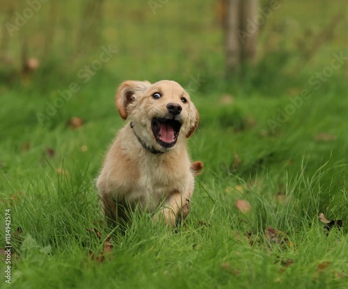 Le Golden Retriever qui sourit.
