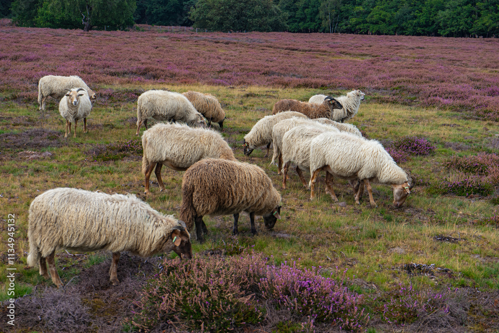 Obraz premium sheep in the field