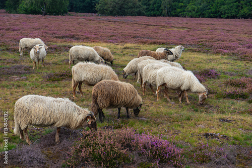 sheep in the field