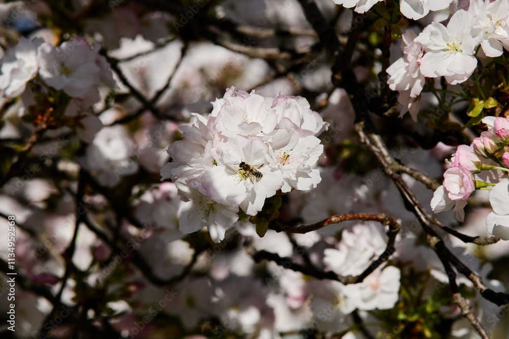 White blossoms with a bee on a branch in spring sunlight White blossoms with a bee on a branch in spring sunlight