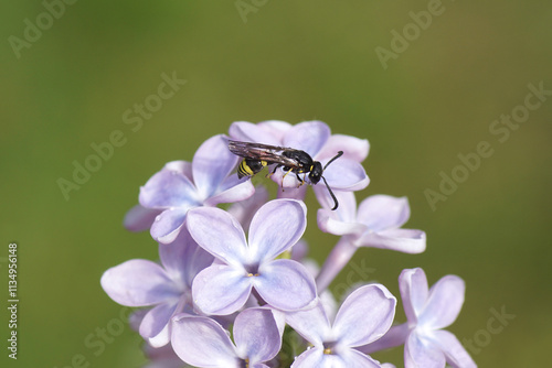 Close up potter wasp Symmorphus. Subfamily Eumeninae, family Social Wasps (Vespidae). On flowers of Lilac or Common Lilac (Syringa vulgaris). photo