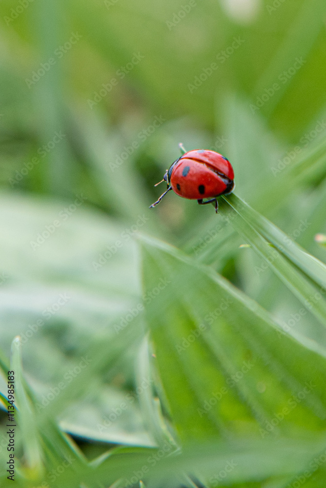 ladybird on a leaf ladybird on a leaf