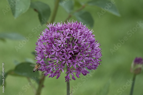 western honey bee collecting pollen from beautiful purple flowers of black garlic allium nigrum photo