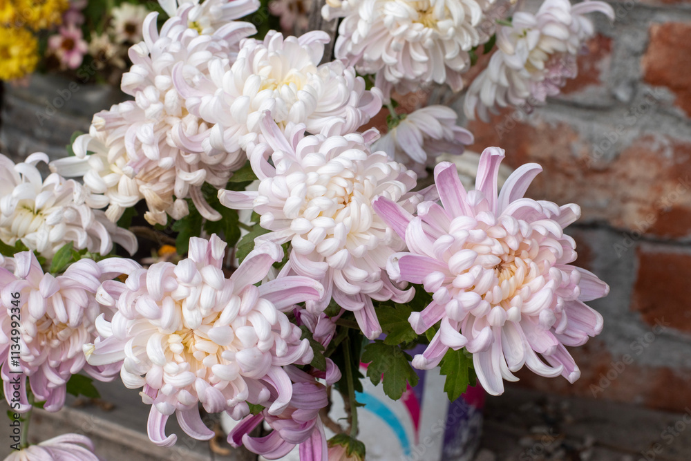 Pink chrysanthemum flower with brick wall background Pink chrysanthemum flower with brick wall background