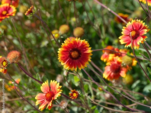 Beautiful Gaillardia plants flowering in the garden photo