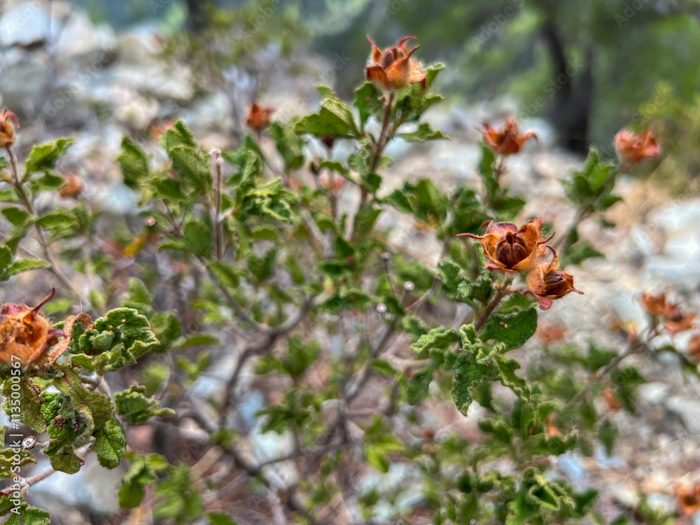 A small shrub found in the Troodos Mountains in Cyprus, probably a rock rose, rockrose. A self-combustible plant with non-combustible seeds A small shrub found in the Troodos Mountains in Cyprus, probably a rock rose, rockrose. A self-combustible plant with non-combustible seeds