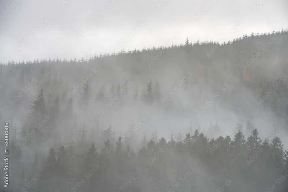 Atmospheric landscape image of layers of conifer tress in thick Autumn fog in Whinlatter Forest in Lake District Atmospheric landscape image of layers of conifer tress in thick Autumn fog in Whinlatter Forest in Lake District