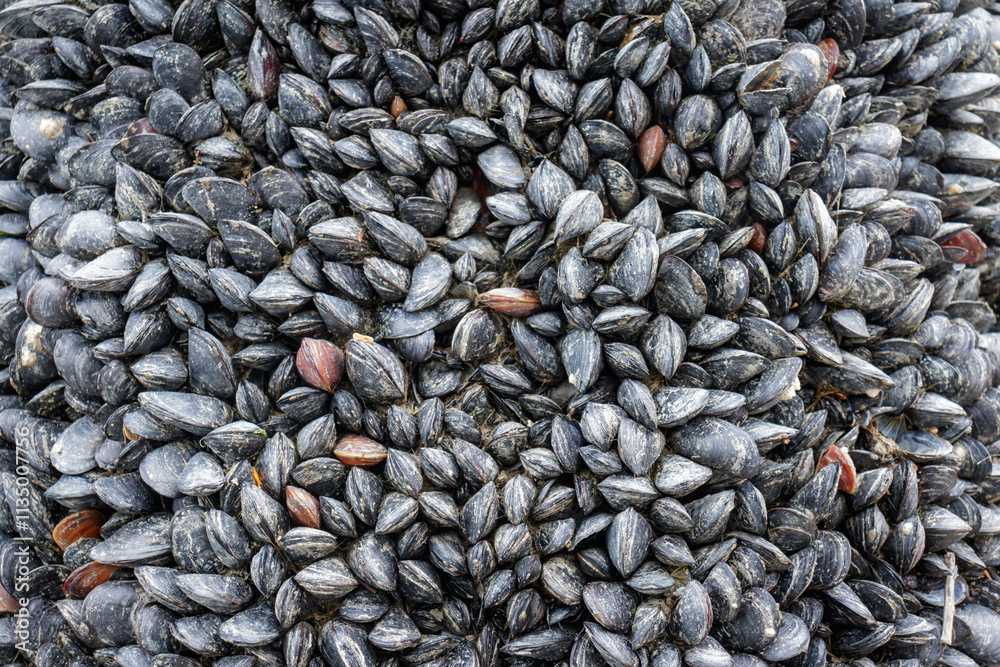 Live shellfish growing on a pier in the ocean. Live shellfish growing on a pier in the ocean.