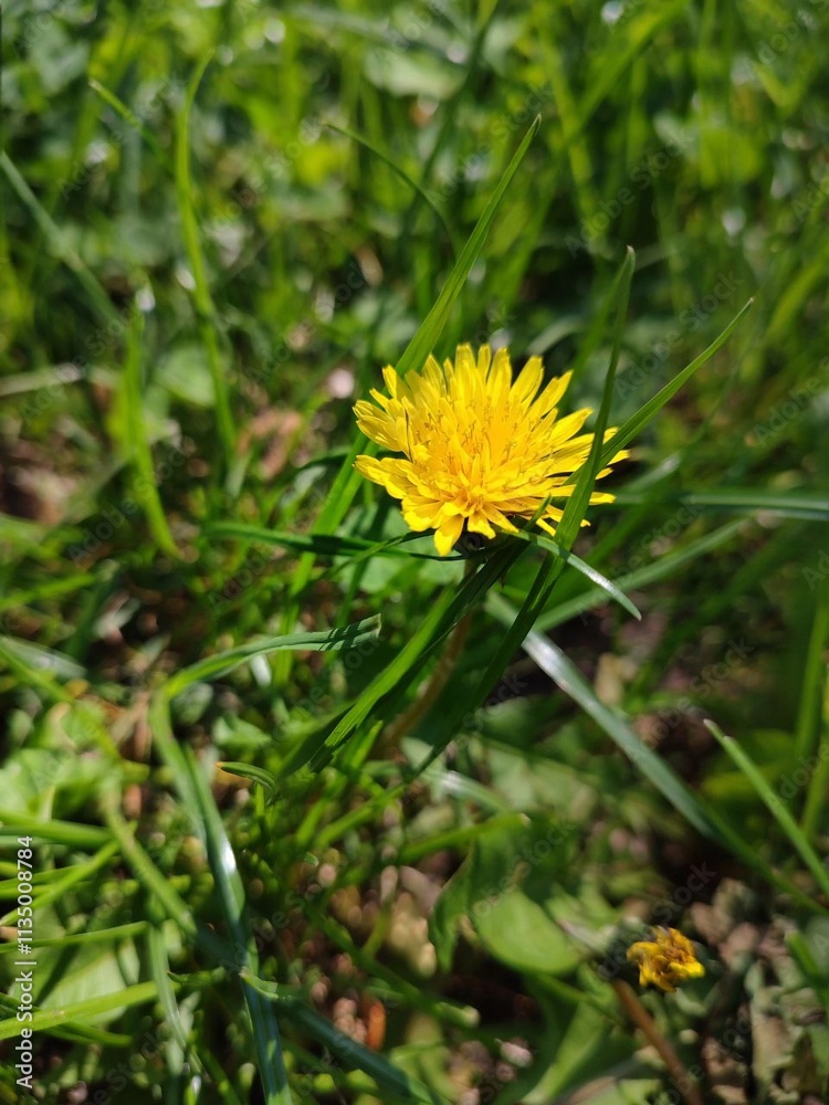 Yellow dandelion flower with vibrant golden petals in green meadow,surrounded by grass wild plants and natural vegetation,blooming during spring,highlighting beauty of nature summer landscape Yellow dandelion flower with vibrant golden petals in green meadow,surrounded by grass wild plants and natural vegetation,blooming during spring,highlighting beauty of nature summer landscape
