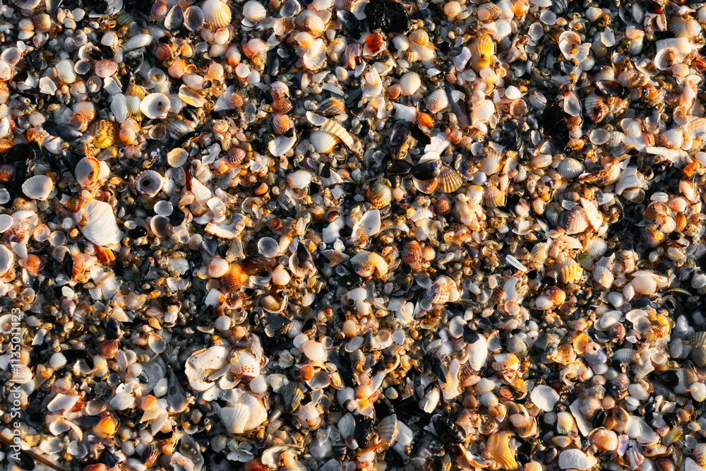 Muschelstruktur Muschelstruktur
