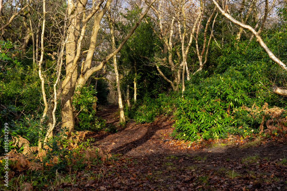 Obraz premium Area of trees in sunlight in natural woodland