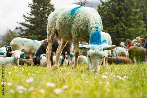 Collectif DR -- France - Estaing - Val d'Azun - 2024-06-01 - Transhumance to the Lake of Estaing starting from Arcizans-Dessus with 426 ewes. Photographs by Jonathan Cathala photo