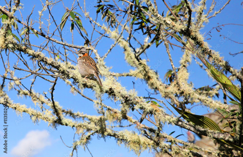 Rufous-collared Sparrow perched in a tree draped with moss, Machu Picchu Peru Rufous-collared Sparrow perched in a tree draped with moss, Machu Picchu Peru