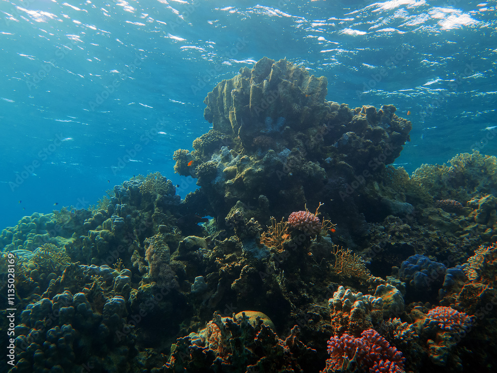Obraz premium Underwater photo from Egypt.