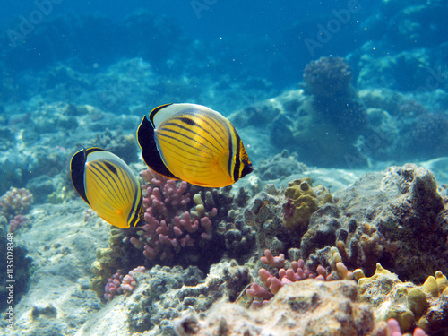 Underwater photo from Egypt.