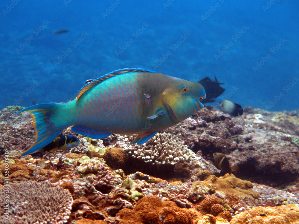 Fototapeta premium Underwater photo from Egypt.