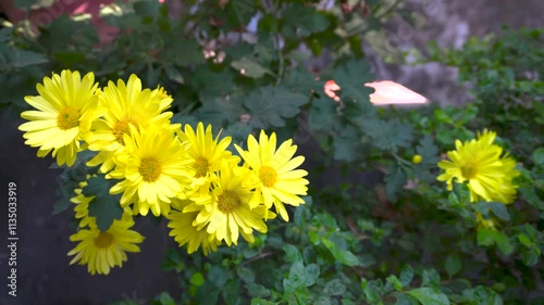 Beautiful Yellow Chrysanthemums (Guldavari) Blooming in Northern Indian Gardens