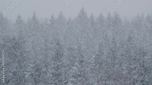 Snow Falling During A Heavy Snowfall Against Fir Trees And A Forest Horizon. High-Angle View