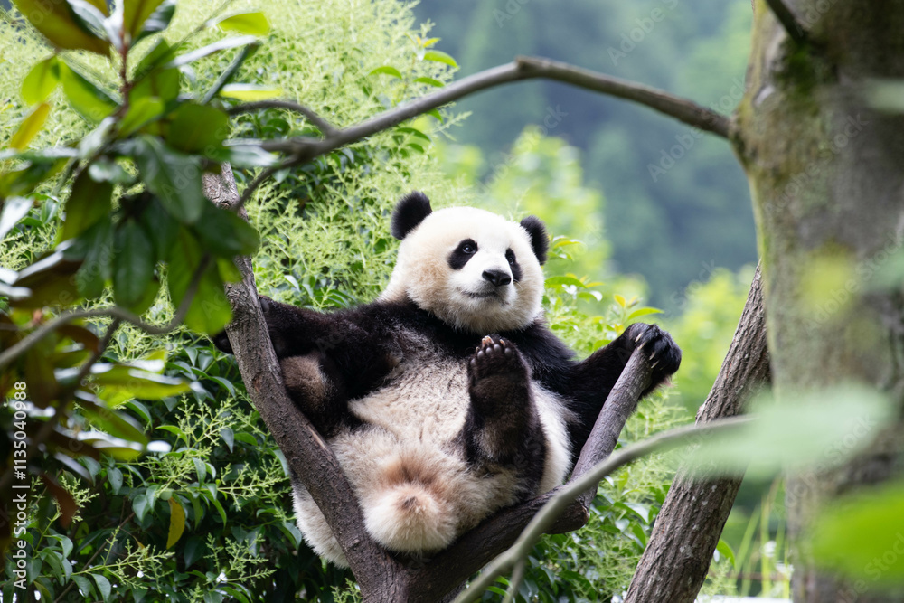 Obraz premium Happy Little Panda Relaxing on the High Tree, Wolong Panda Base, China