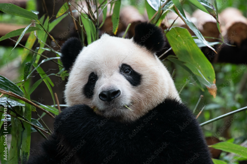 Fototapeta premium A Portrait of Panda, Qi Yi, Chengdu , China