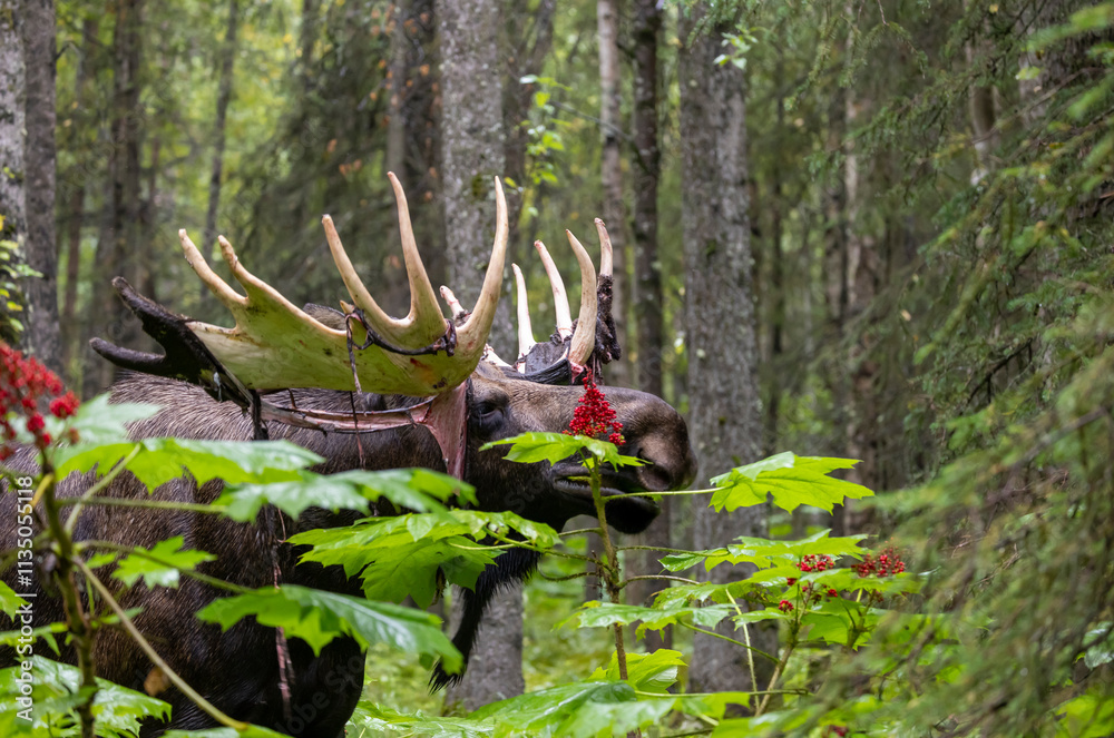 Obraz premium Alaska Yukon Bull Moose in Early Autumn in Alaska