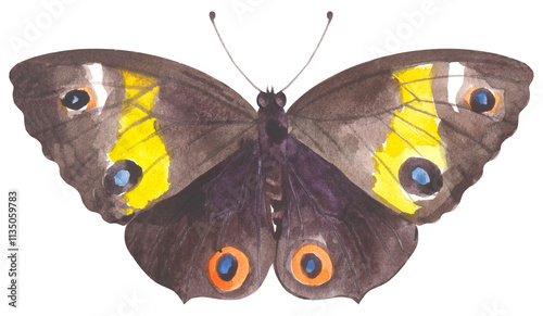 Australian Varied swordgrass brown Butterfly. Watercolor hand drawing painted illustration. photo