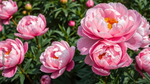 Pink peony flowers blooming in a lush garden, beauty, flowers, bloom