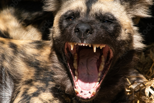 The African Wild Dog (Lycaon pictus), also known as the Painted Dog or Cape Hunting Dog.