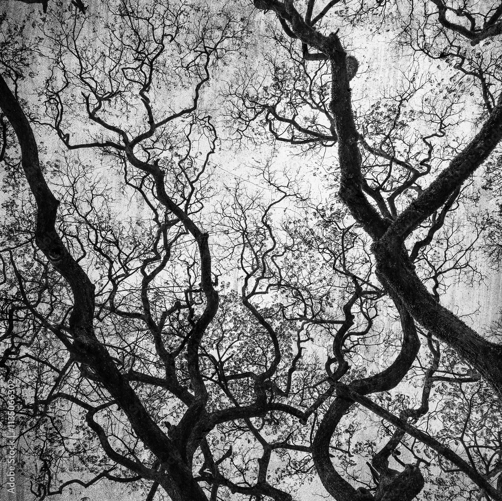 Grunge image of dark forest, perfect winter background... Grunge image of dark forest, perfect winter background...