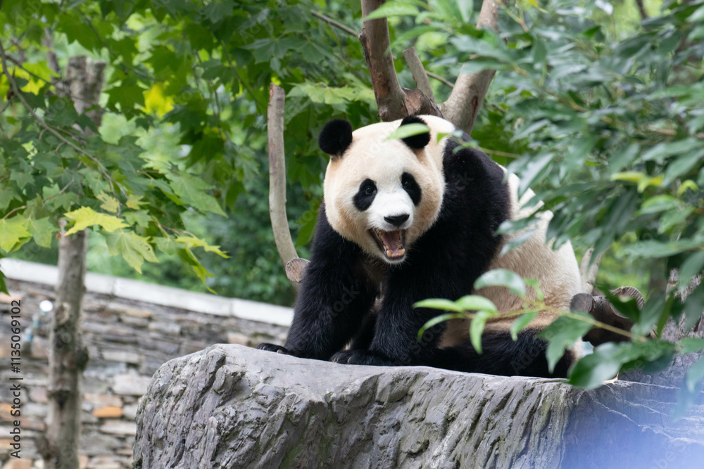 Fototapeta premium Close up panda returned from USouth Korea, Fu Bao , Wolong Panda Base