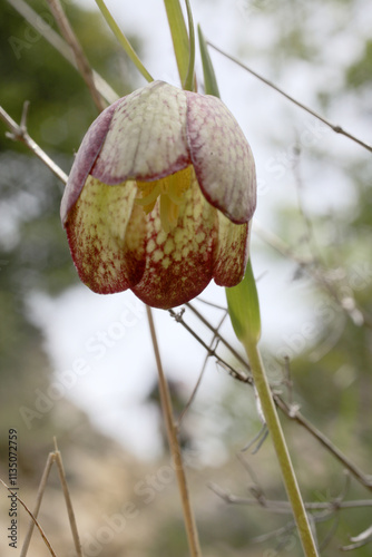 Fritillaria involucrata - Luberon - Vaucluse - Provence-Alpes-Côte d'Azur - France