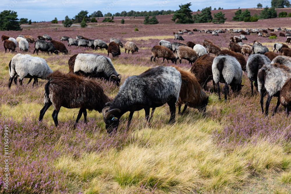 Obraz premium Große Heidschnucken- und Ziegenherde in der Lüneburger Heide bei Niederhaverbeck