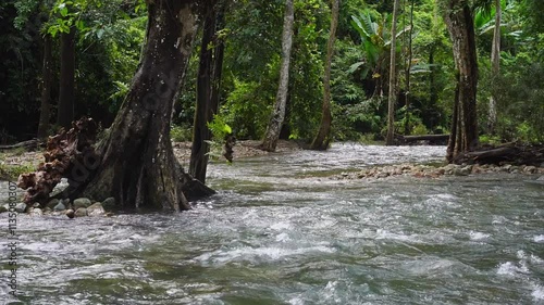 Water stream flowing among the trees in the forest in rain season.	