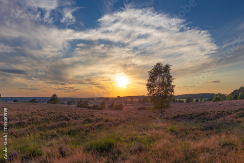 Farbenprächtiger Sonnenuntergang in der Lüneburger Heide bei Undeloh photo