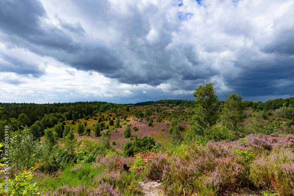 Naklejka premium Tolle Aussicht in den Totengrund aus osten unter nahenden Gewitterwolken in der Lüneburger Heide