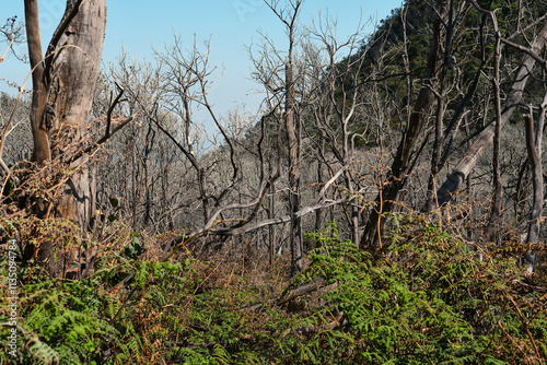 Regrowth Amid Burnt Tree Remains