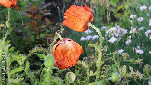 Flowers sway on the wind in the garden and orchard. Sounds of nature, bees, birds and insects. Harmony of the village and the countryside eco-farm.	